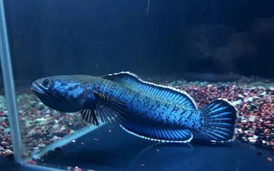 龍魚高錳酸鉀中毒的急救處理（針對龍魚高錳酸鉀中毒的急救處理方法） 龍魚高錳酸鉀中毒的急救處理（針對龍魚高錳酸鉀中毒的急救處理方法） 龍魚百科 第1張