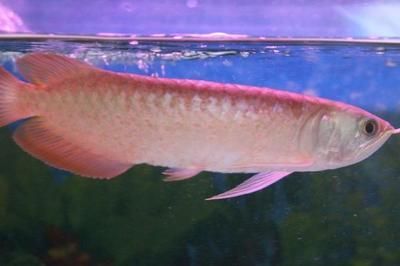 龍魚高錳酸鉀中毒的急救處理（針對龍魚高錳酸鉀中毒的急救處理方法） 龍魚高錳酸鉀中毒的急救處理（針對龍魚高錳酸鉀中毒的急救處理方法） 龍魚百科 第4張