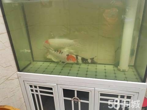 長春龍魚58同城電話號碼查詢 長春龍魚58同城電話號碼查詢 龍魚百科 第1張