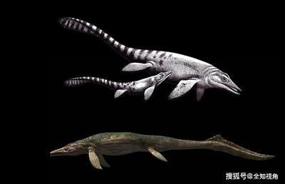薩斯特魚(yú)龍?bào)w長(zhǎng)：薩斯特魚(yú)龍的體長(zhǎng)在不同的研究和資料中有很大差異