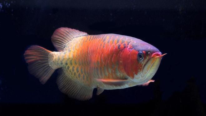 養(yǎng)龍魚用什么系統(tǒng)自來水（使用自來水養(yǎng)龍魚需要注意什么？）