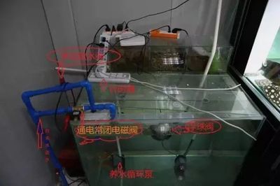 養(yǎng)龍魚用什么系統(tǒng)自來水（使用自來水養(yǎng)龍魚需要注意什么？）