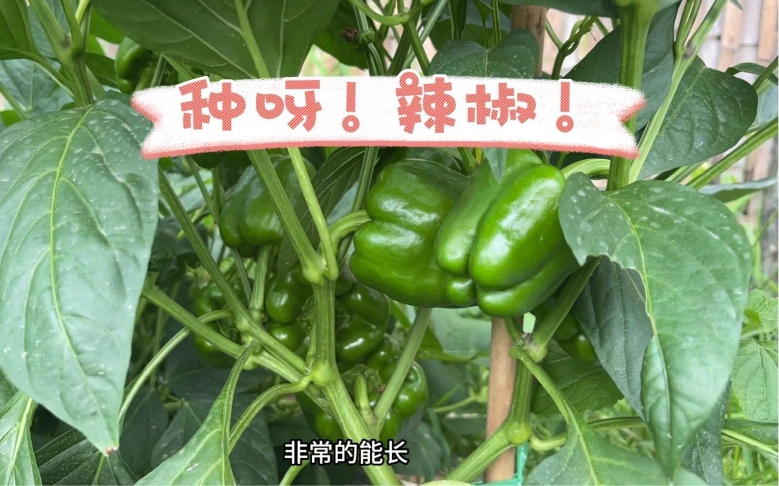 辣椒的種植方法和過程 龍魚百科 第1張 辣椒的種植方法和過程 辣椒的種植方法和過程 龍魚百科 第1張