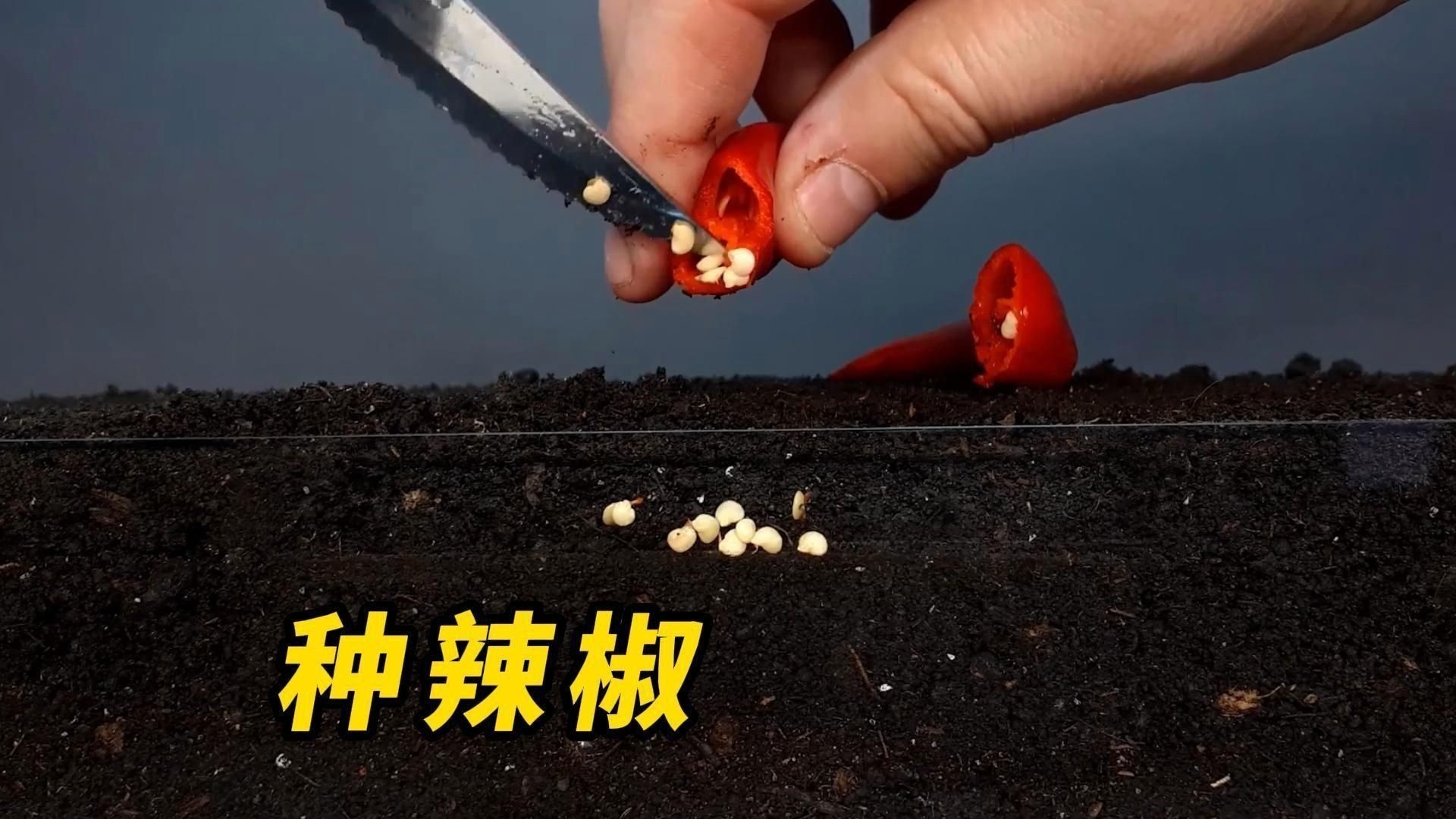 辣椒的種植方法和過程 龍魚百科 第2張 辣椒的種植方法和過程 辣椒的種植方法和過程 龍魚百科 第2張
