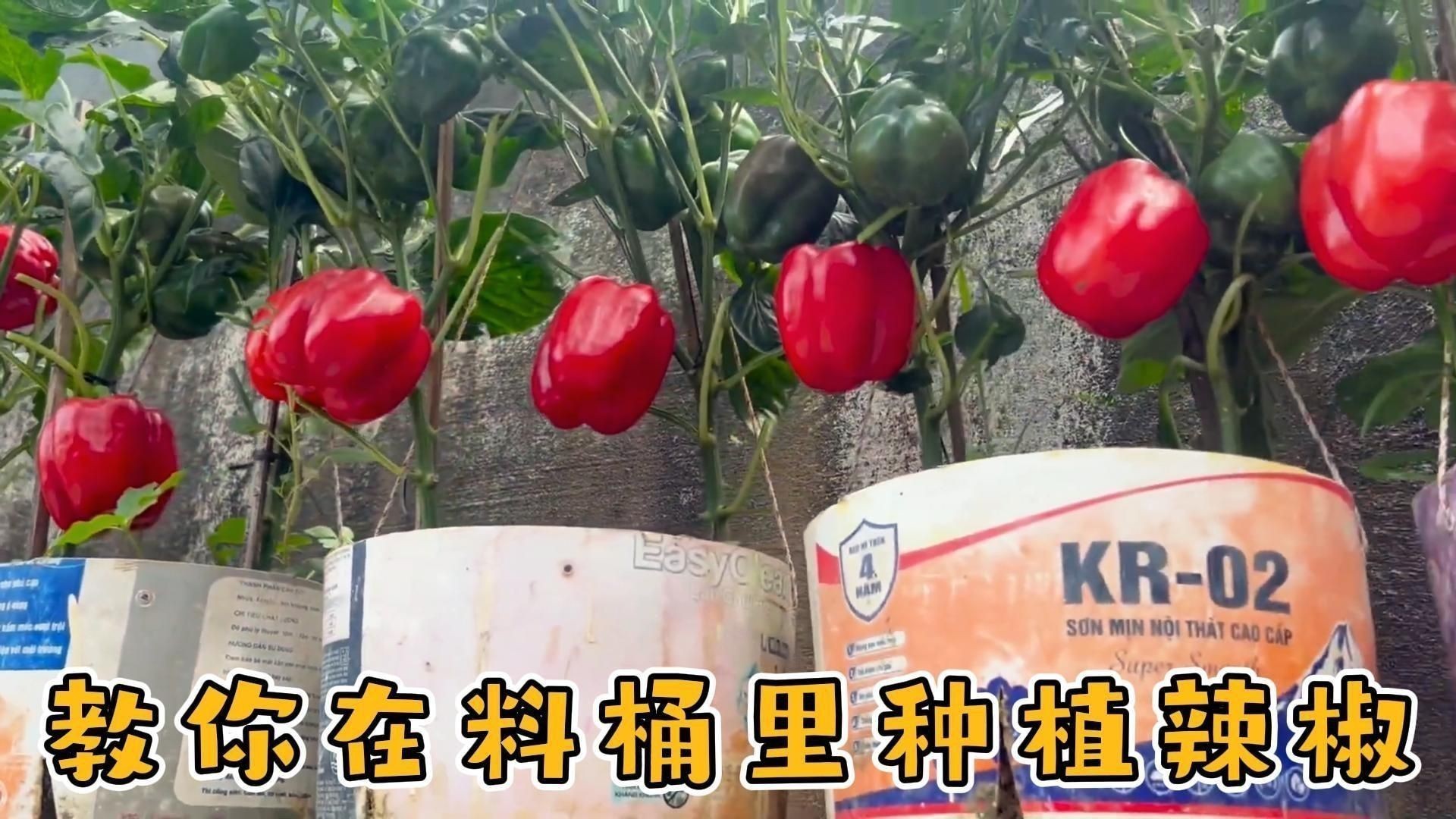 辣椒的種植方法和過程 龍魚百科 第3張 辣椒的種植方法和過程 辣椒的種植方法和過程 龍魚百科 第3張