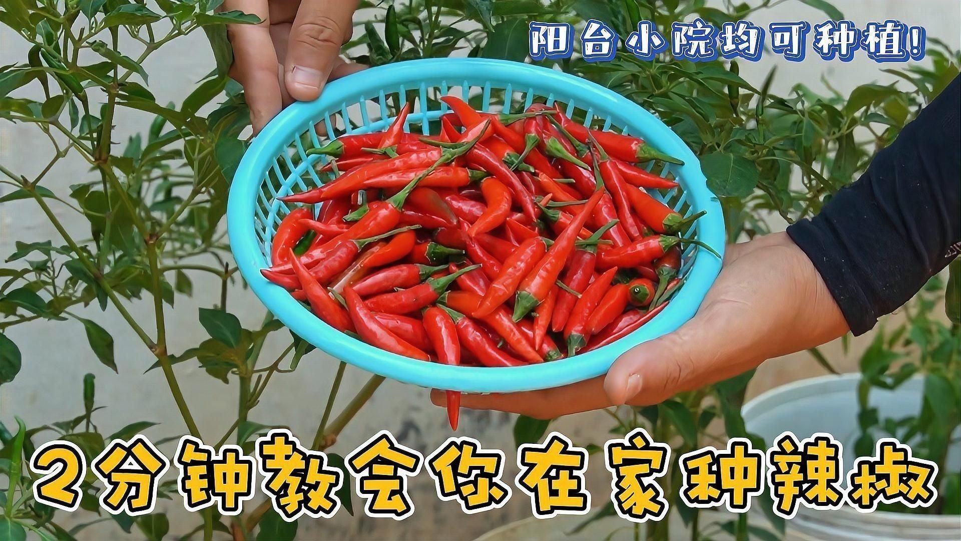 辣椒的種植方法和過程 龍魚百科 第4張 辣椒的種植方法和過程 辣椒的種植方法和過程 龍魚百科 第4張