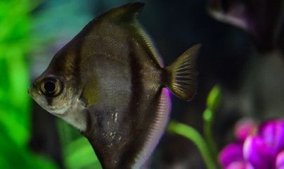 養龍魚必備藥劑有哪些：養龍魚必備藥劑