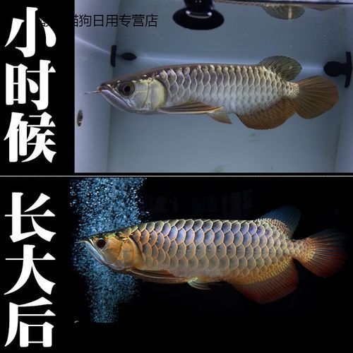藍色的金龍魚圖片大全欣賞