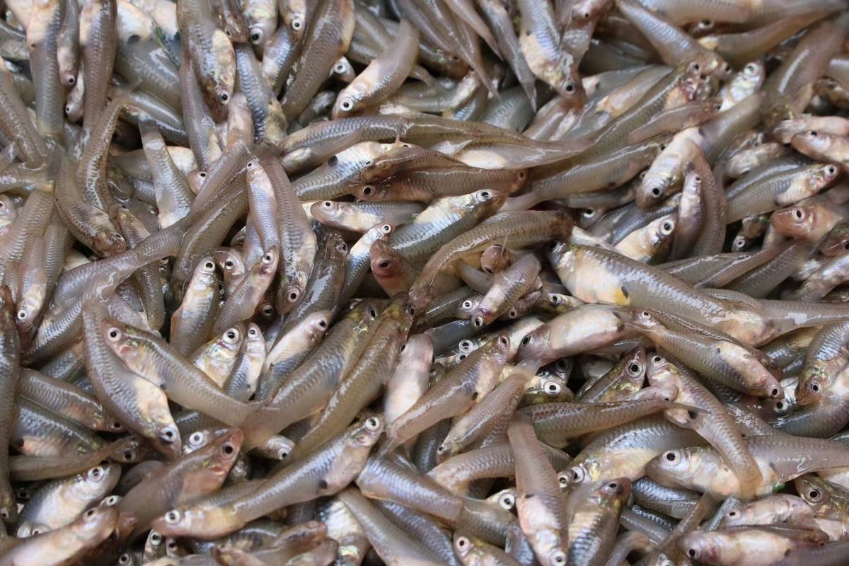 龍魚喂魚飼料行嗎(喂養龍魚飼料是一種可行的方法,龍魚喂魚飼料是一種可行的方法) 龍魚百科 第3張 龍魚喂魚飼料行嗎(喂養龍魚飼料是一種可行的方法,龍魚喂魚飼料是一種可行的方法) 龍魚喂魚飼料行嗎(喂養龍魚飼料是一種可行的方法,龍魚喂魚飼料是一種可行的方法) 龍魚百科 第3張