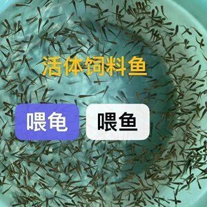 龍魚喂魚飼料行嗎(喂養龍魚飼料是一種可行的方法,龍魚喂魚飼料是一種可行的方法) 龍魚百科 第5張 龍魚喂魚飼料行嗎(喂養龍魚飼料是一種可行的方法,龍魚喂魚飼料是一種可行的方法) 龍魚喂魚飼料行嗎(喂養龍魚飼料是一種可行的方法,龍魚喂魚飼料是一種可行的方法) 龍魚百科 第5張