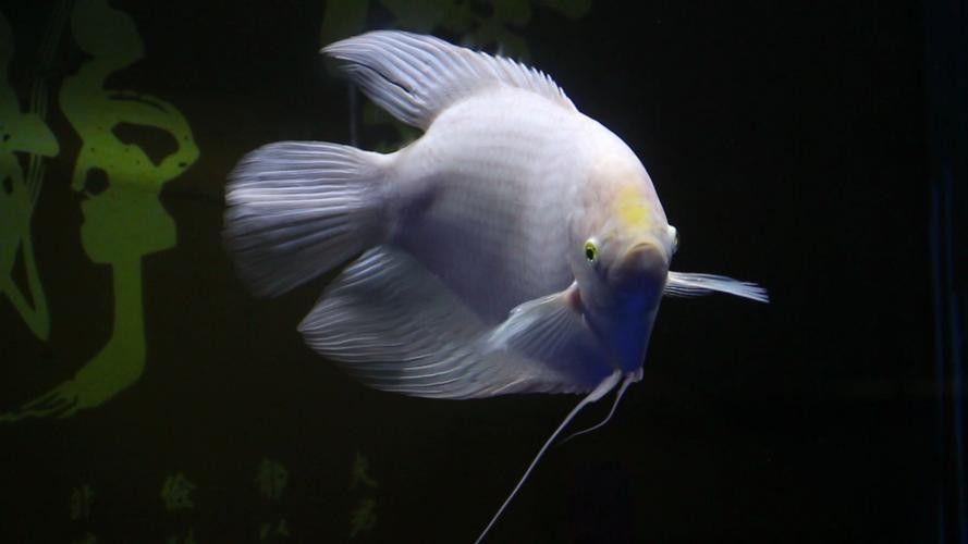 龍魚跟招財(cái)魚可以混養(yǎng)嗎圖片