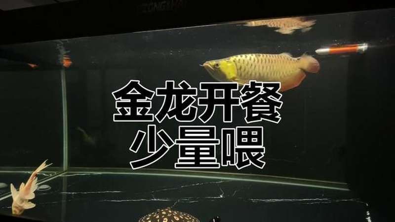 金龍魚進食視頻播放