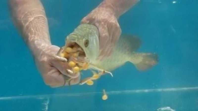 金龍魚進食視頻播放