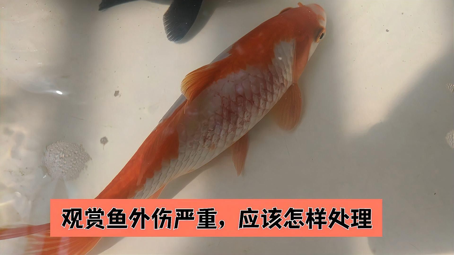 龍魚(yú)頭部撞傷后如何消毒傷口？ 龍魚(yú)頭部撞傷后如何消毒傷口？ 龍魚(yú)百科 第5張