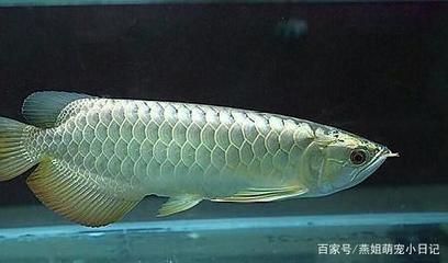 龍魚拉的便便怎么樣的正常：龍魚的糞便顏色可以反映出健康狀況和飲食習慣和飲食習慣