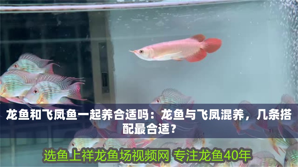 龍魚和飛鳳魚一起養合適嗎：龍魚與飛鳳混養，幾條搭配最合適？ 龍魚和飛鳳魚一起養合適嗎：龍魚與飛鳳混養，幾條搭配最合適？ 龍魚百科 第1張