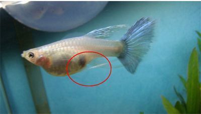 紅金龍魚生小魚是從嘴里出來嗎（實拍金龍魚產子過程原來是從嘴里產小魚開眼界了）