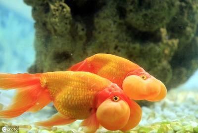 觀賞魚常見的寄生蟲?。簬追N常見的觀賞魚寄生蟲病
