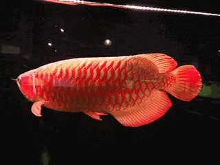 龍魚的形狀像什么動物：龍魚的形狀和特征