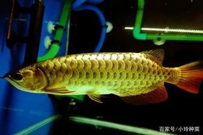 龍魚的形狀像什么動物：龍魚的形狀和特征