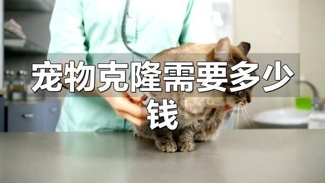 克隆貓多少錢一只