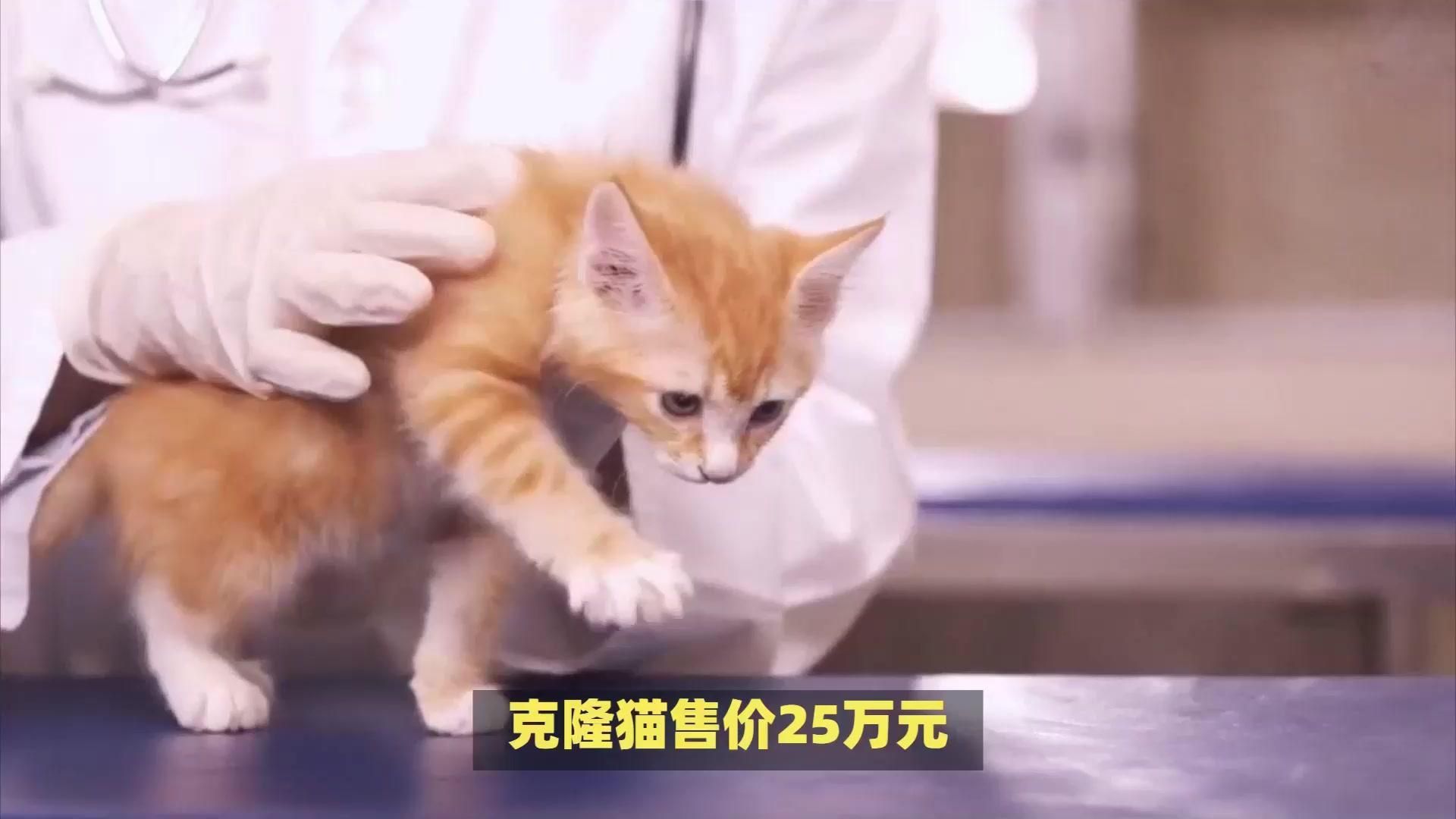 克隆貓多少錢一只