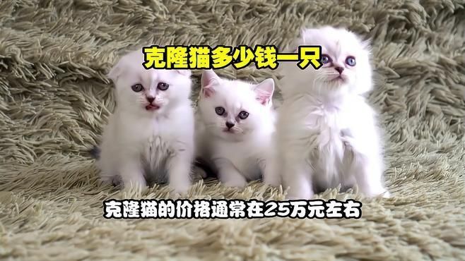 克隆貓多少錢一只