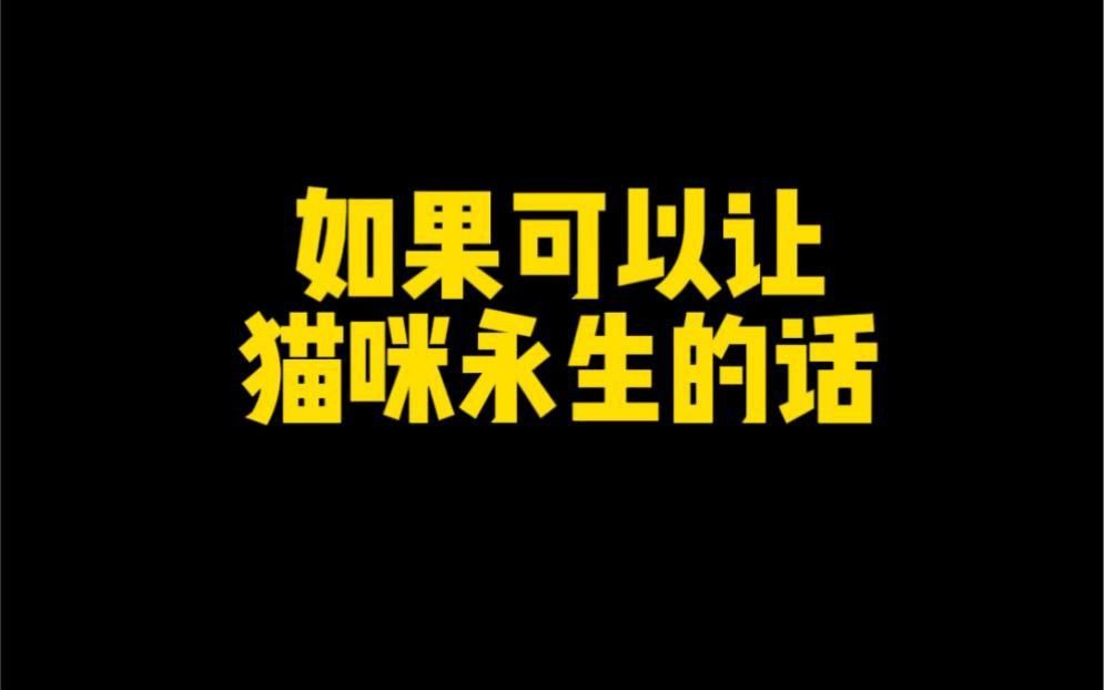 克隆貓多少錢一只