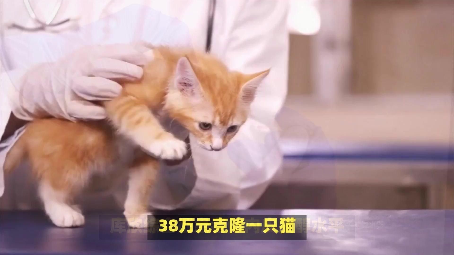 克隆貓多少錢一只