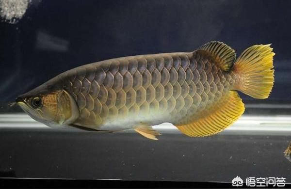 成年金龍魚能長多少厘米:誰能告訴我金龍魚反鰓要怎么辦處理啊