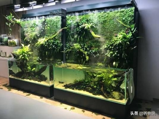 紅龍魚品相圖解視頻教程（紅龍魚品相圖解視頻教程全集）