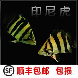 印尼三紋虎魚最佳混養(yǎng)伙伴：印尼三紋虎魚的最佳混養(yǎng)伙伴