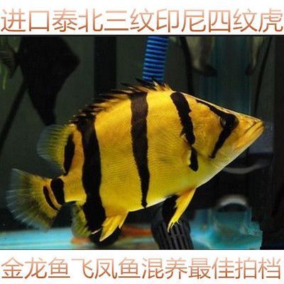 印尼三紋虎魚最佳混養(yǎng)伙伴：印尼三紋虎魚的最佳混養(yǎng)伙伴