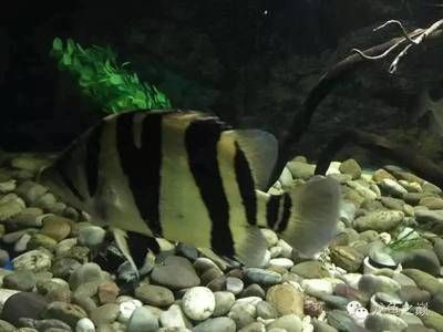 印尼三紋虎魚最佳混養(yǎng)伙伴：印尼三紋虎魚的最佳混養(yǎng)伙伴
