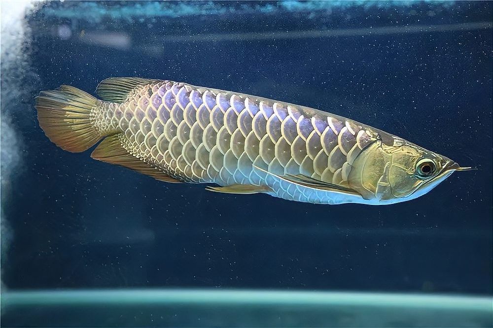 龍魚打架受傷后多久換一次水？ 龍魚打架受傷后多久換一次水？ 龍魚百科 第5張