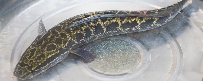 龍魚(yú)和烏魚(yú)哪個(gè)刺少些