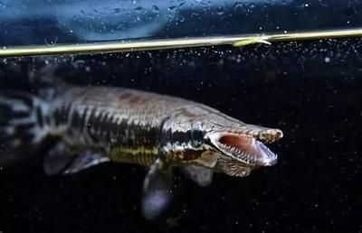 龍魚到家不開口有什么辦法：龍魚不開口怎么辦？