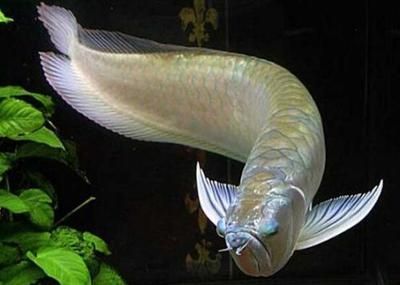 銀龍魚日常飲食搭配：銀龍魚飲食指南：營養(yǎng)均衡與環(huán)境維持