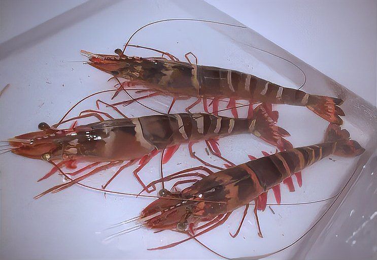 金龍福龍魚最建議買的三樣東西 金龍福龍魚最建議買的三樣東西 龍魚百科 第1張