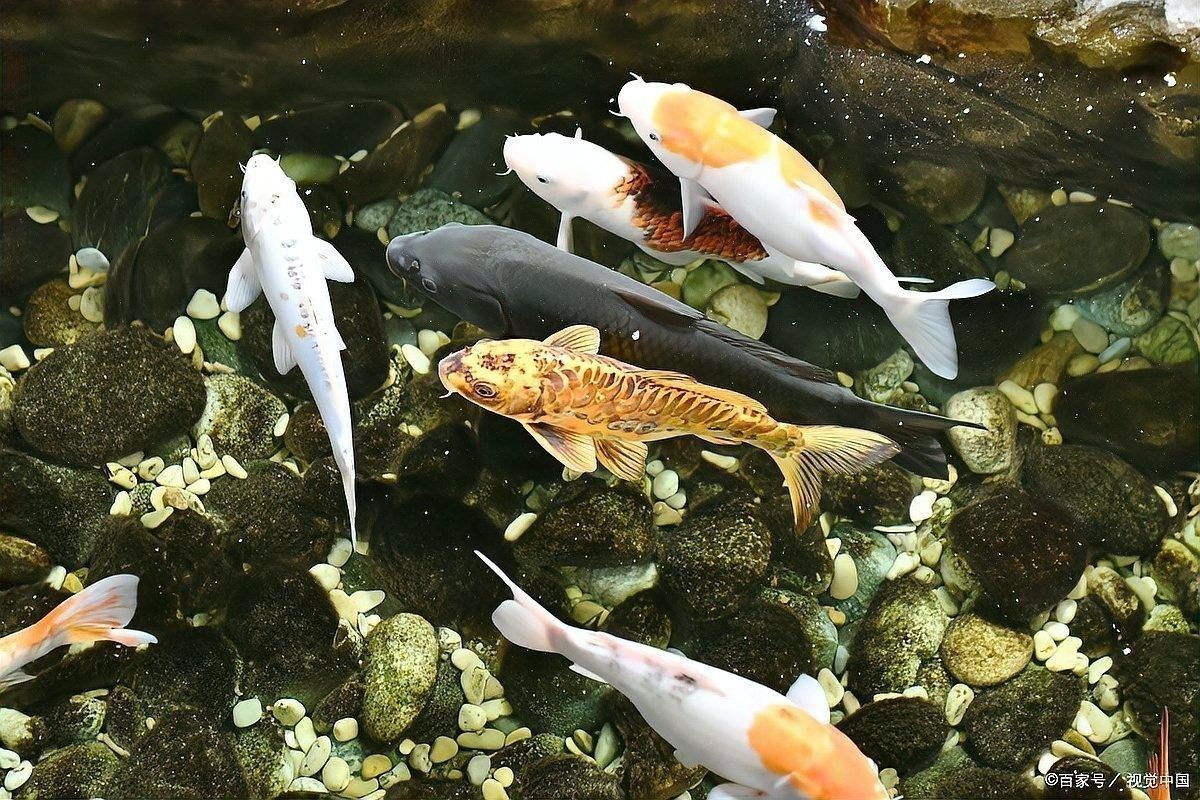 龍魚浮頭張嘴可以喂食嗎？ 龍魚浮頭張嘴可以喂食嗎？ 龍魚百科 第1張