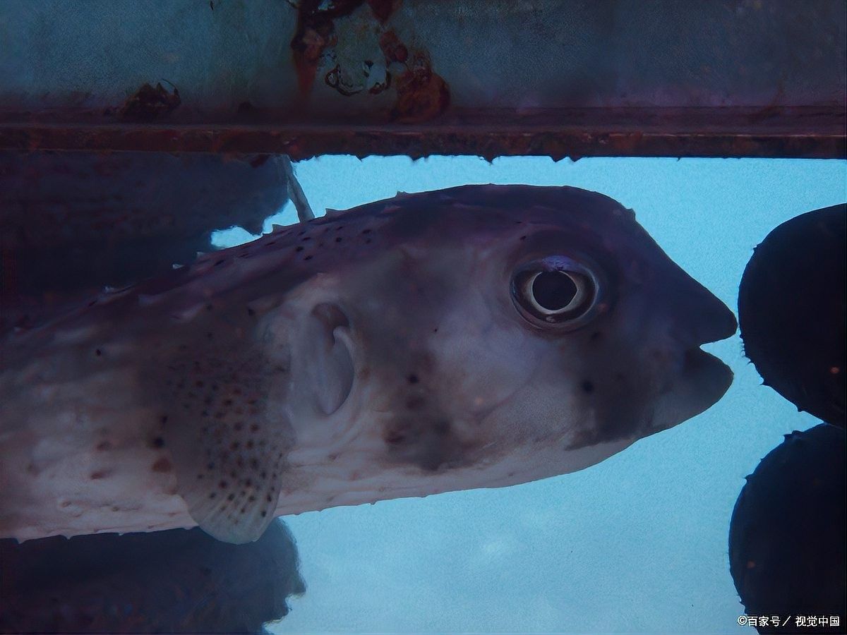 龍魚浮頭張嘴可以喂食嗎？ 龍魚浮頭張嘴可以喂食嗎？ 龍魚百科 第2張