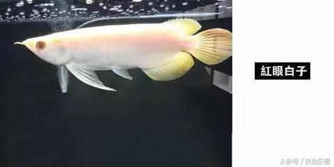 紅眼白子龍魚怎么養(yǎng) 紅眼白子龍魚怎么養(yǎng) 龍魚百科 第3張