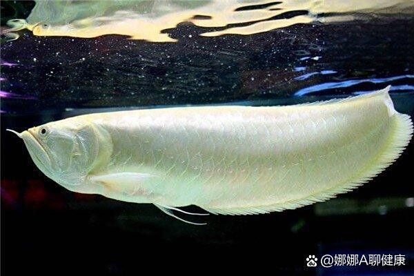 銀龍魚沉在缸底是什么原因 銀龍魚沉在缸底是什么原因 龍魚百科 第5張