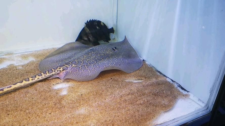 龍魚配魚圖片大全大圖高清
