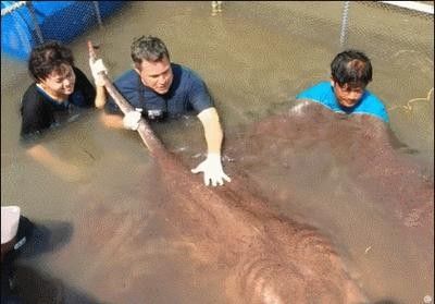 龍魚配魚圖片大全大圖高清