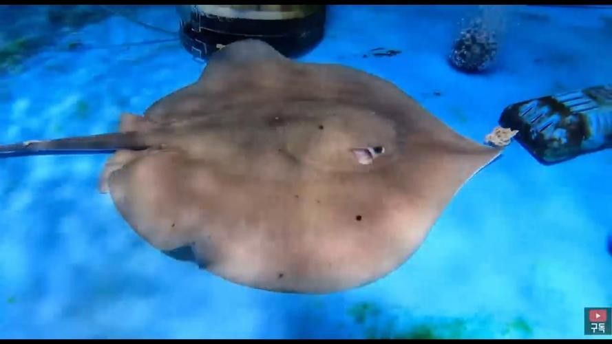 龍魚配魚圖片大全大圖高清