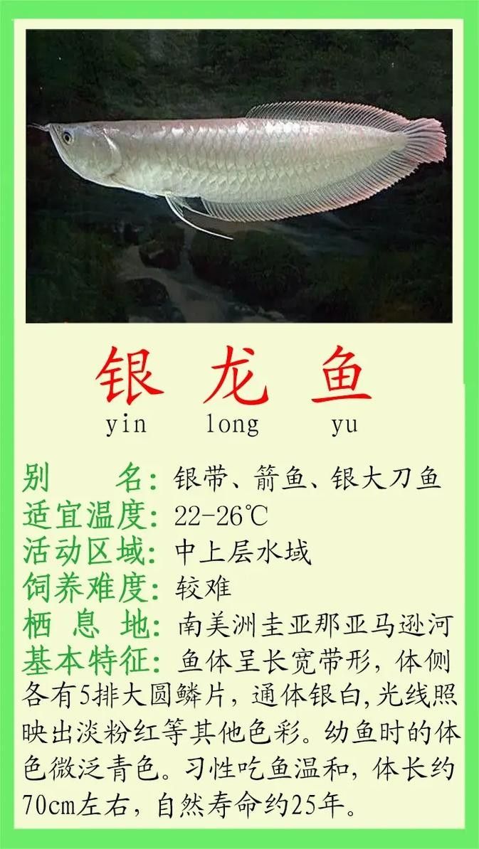 銀龍魚的價格范圍是多少？