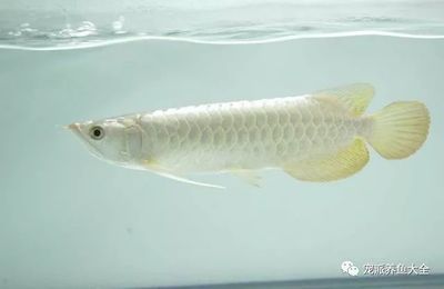 金龍魚白化:關(guān)于金龍魚白化現(xiàn)象的詳細(xì)解釋 龍魚百科 第2張 金龍魚白化:關(guān)于金龍魚白化現(xiàn)象的詳細(xì)解釋 金龍魚白化:關(guān)于金龍魚白化現(xiàn)象的詳細(xì)解釋 龍魚百科 第2張