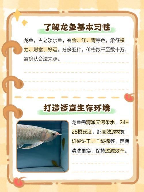 龍魚養(yǎng)幾條有講究嗎圖片 龍魚養(yǎng)幾條有講究嗎圖片 龍魚百科 第12張