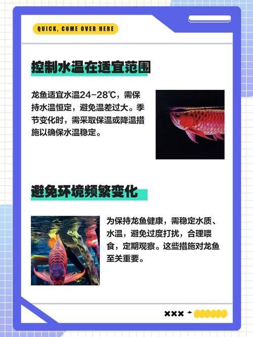 龍魚養(yǎng)幾條有講究嗎圖片 龍魚養(yǎng)幾條有講究嗎圖片 龍魚百科 第19張